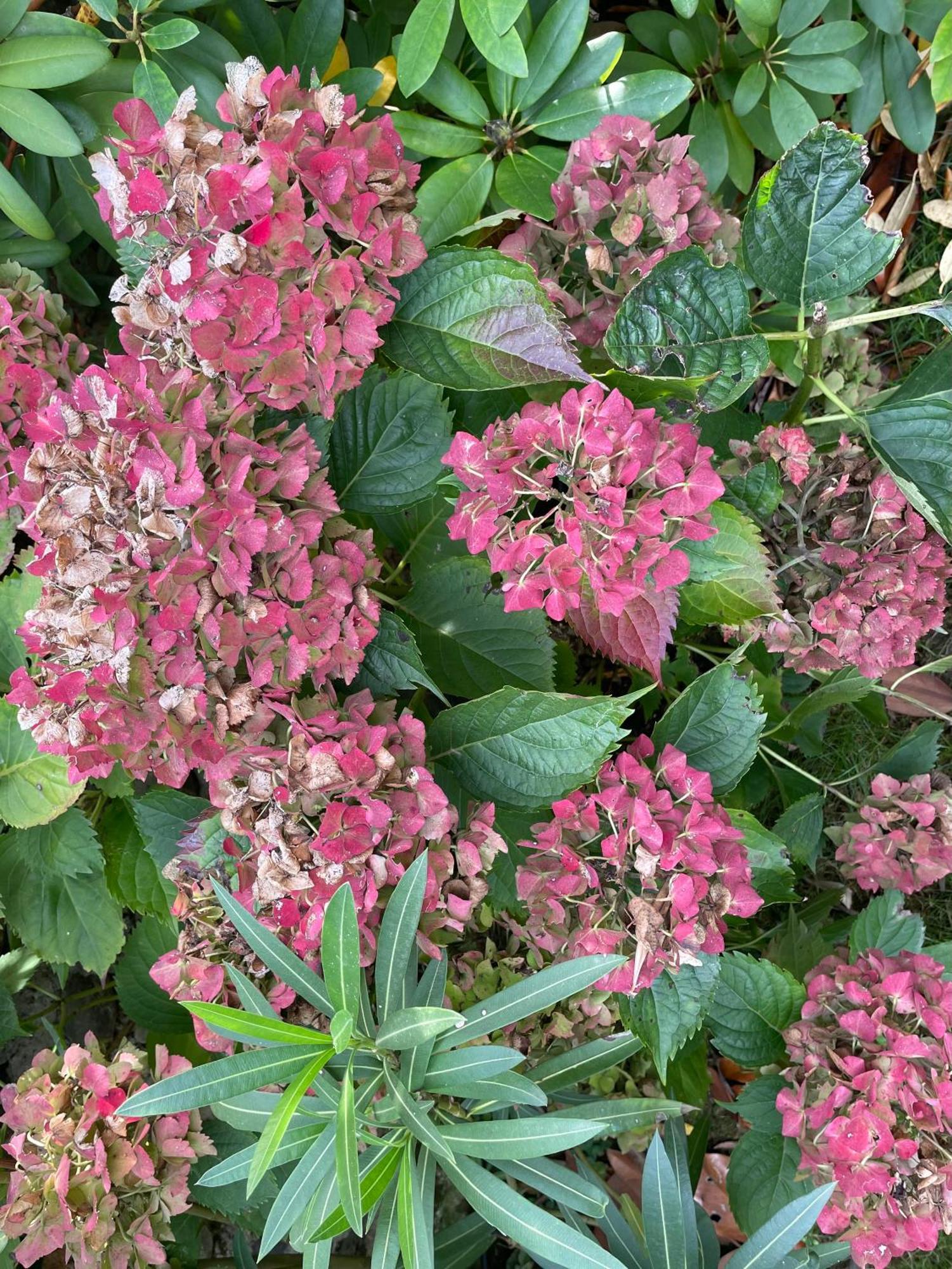 Les Hortensias Espoey Extérieur photo